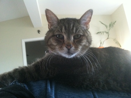 Atticus