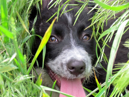 Max