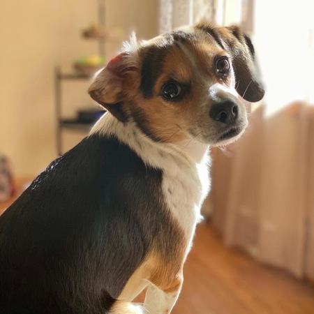 Biscuit