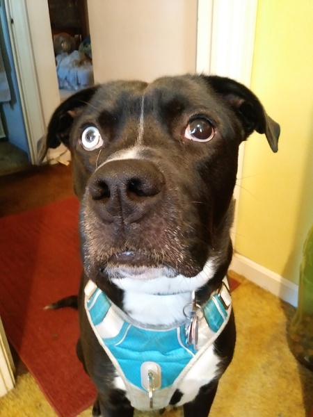 Ozzie