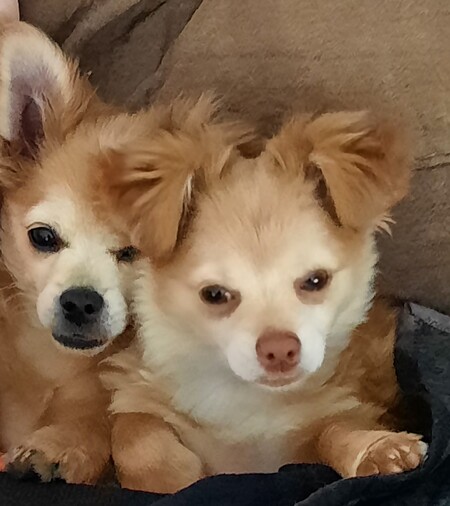 RUGER.......MAXI