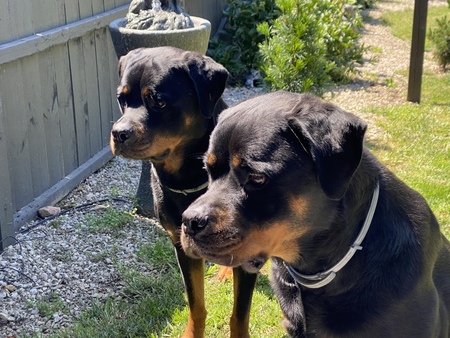 The Twins
