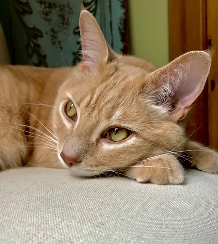 Milo