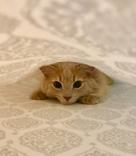Toby