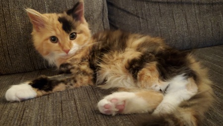 Callie