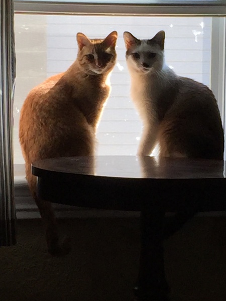 Hyde & Fez