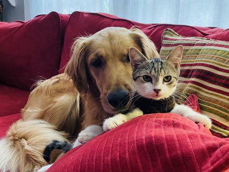 Moonshine the golden and Charlie 