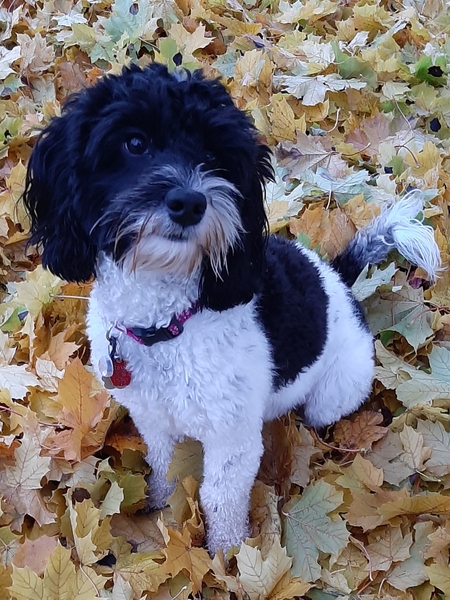 Skye