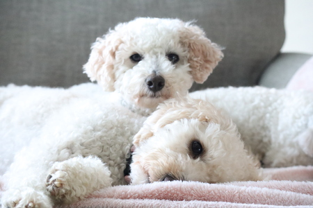 Gus and Sadie