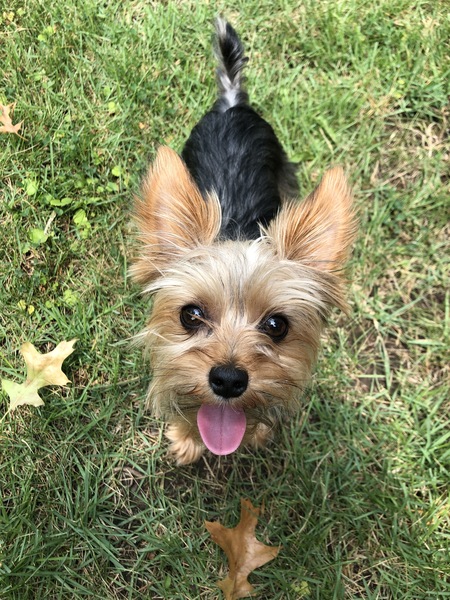 Ralphie