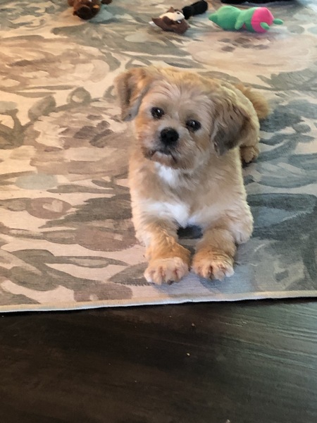Teddy