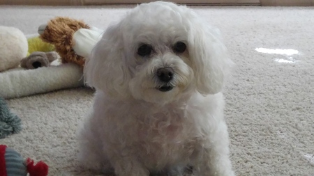 Sophie