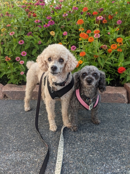Indy and Raven