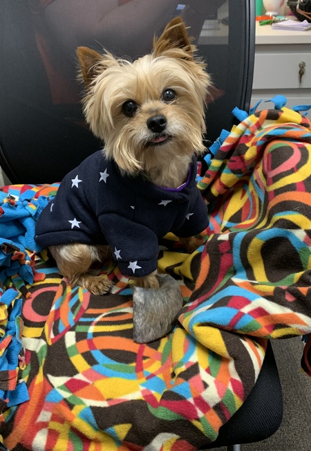Maizey