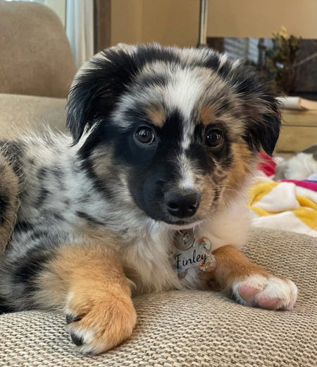 Finley