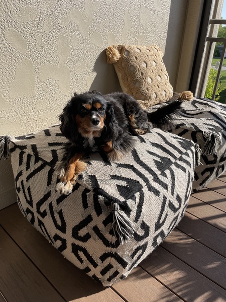 Auggie