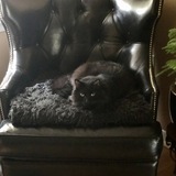 Entry image for Kota 