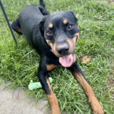 Entry image for Chevy 