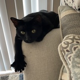 Entry image for Rocky