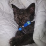 Entry image for Little Onyx