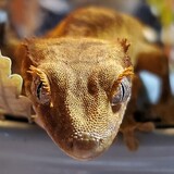 Entry image for Caramel