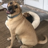 Entry image for Buddy 