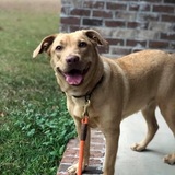 Entry image for Nala