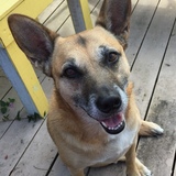 Entry image for Gypsy