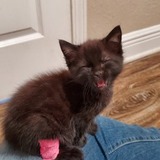 Entry image for Bear