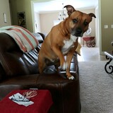 Entry image for NETTA