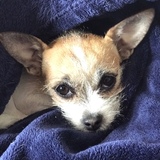 Entry image for Sweet Pea