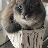 Entry image for Frashier 