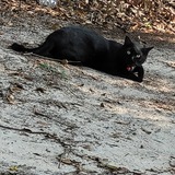 Entry image for Merlin