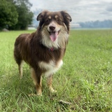 Entry image for Bruin