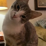 Entry image for Hazmat