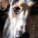 Entry image for Jack