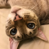 Entry image for Paul Newman