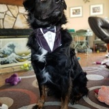 Entry image for Vegeta (formerly Shadow)