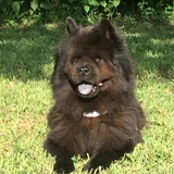 Entry image for Bella