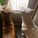 Entry image for Max (from PAWS, on left) and Craig