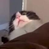 Entry image for Mr. Gravy :p