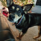 Entry image for Roxy