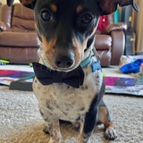 Entry image for Sir Archer