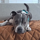 Entry image for Striker