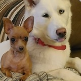 Entry image for Shiloh and Dolly