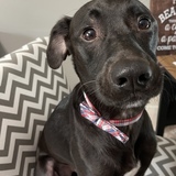 Entry image for Lincoln 