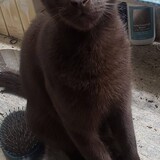 Entry image for Monty