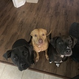 Entry image for Gracie, Fisher, and Tilly