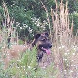 Entry image for Scarlett