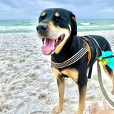 Entry image for Bailey